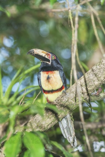 Collared Aracari (Pteroglossus torquatus) perched on tree, Costa Rica, Central America