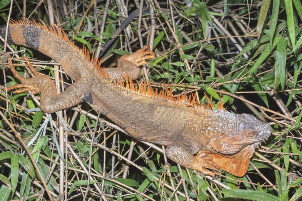 Green Iguana (Iguana Iguana), La Fortuna, Costa Rica, Central America