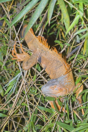 Green Iguana (Iguana Iguana), La Fortuna, Costa Rica, Central America