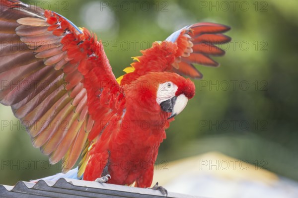 Scarlet Macaw (Ara macao) opening wings, Costa Rica, Central America