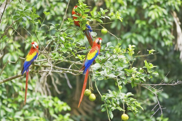 Scarlet Macaws (Ara macao) perching on a tree, Corcovado National Park, Osa Peninsula, Costa Rica