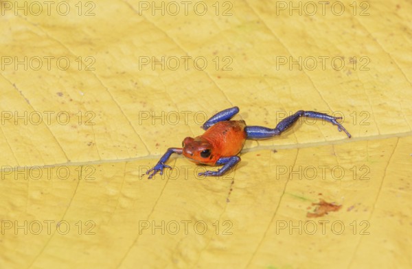 Blue jeans dart frog (Dendrobates pumilio) on a leaf, Costa Rica, Central America