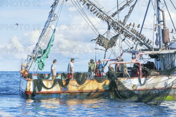 Fishing boat accompanied by a flock of birds, Drake bay, Osa Peninsula, Costa Rica