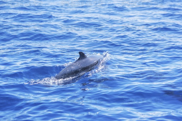 Pantropical spotted dolphin (Stenella attenuata) swimming, Drake Bay, Corcovado National Park, Osa Peninsula, Costa Rica