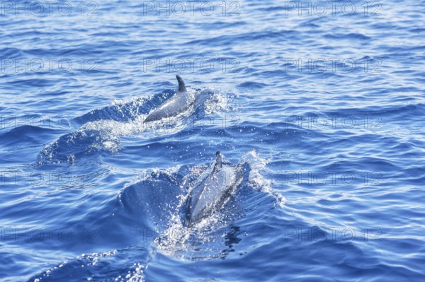 Pantropical spotted dolphins (Stenella attenuata) swimming, Drake Bay, Corcovado National Park, Osa Peninsula, Costa Rica