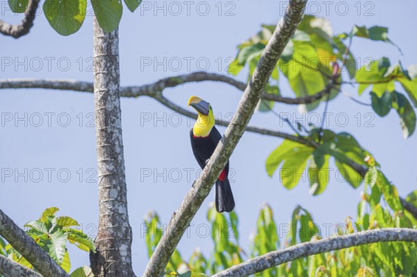 Chestnut-mandibled Toucan (Ramphastos swainsonii) perching on a tree, Corcovado National Park, Osa Peninsula, Costa Rica