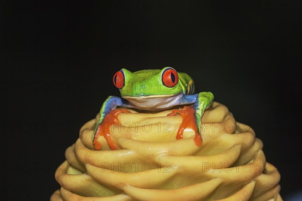 Red eyed tree frog (Agalychins callydrias) on yellow flower, Costa Rica
