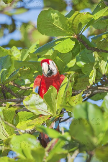Scarlet Macaw (Ara macao) perching on a tree, Corcovado National Park, Osa Peninsula, Costa Rica
