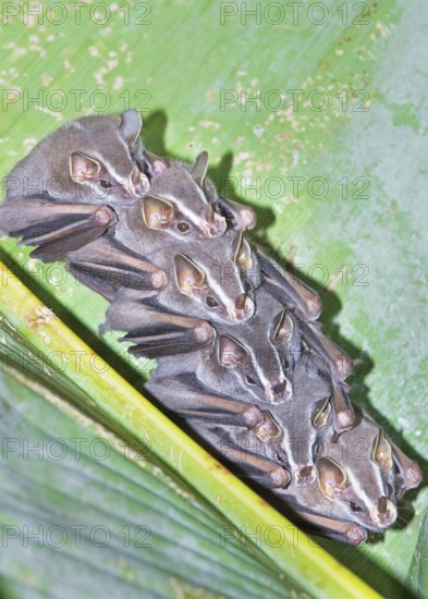 Tent making bats (Uroderma bilobatum) stack sitting on a green leaf, La Fortuna, Costa Rica