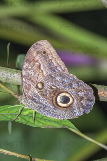Magnificent Owl butterfly (Caligoeurilochus sulanus), Costa Rica, Central America