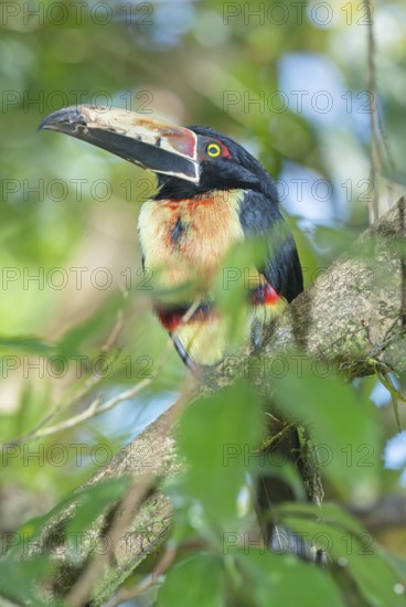 Collared Aracari (Pteroglossus torquatus) perched on tree, Costa Rica, Central America