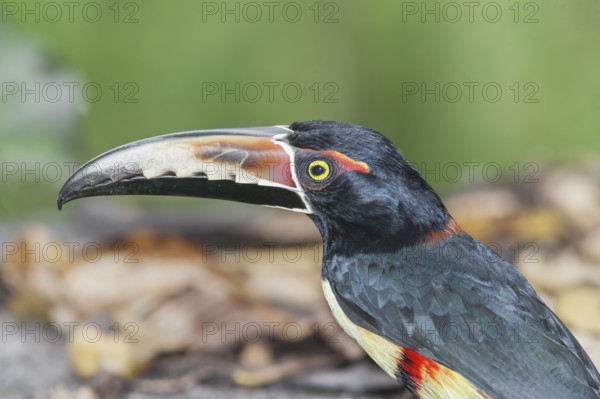 Collared Aracari (Pteroglossus torquatus), Sarapiqui, Costa Rica, Central America