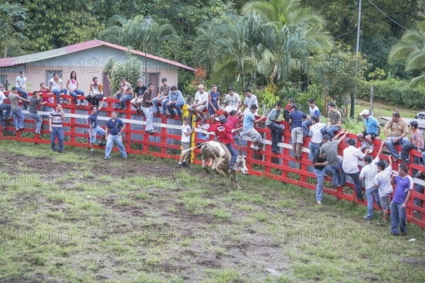 Rodeo, La Fortuna, Arenal, Costa Rica, Central America