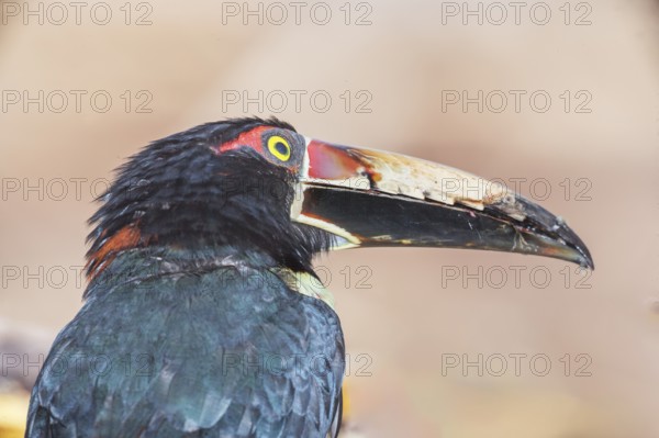 Collared Aracari (Pteroglossus torquatus), Costa Rica, Central America