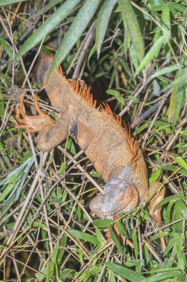 Green Iguana (Iguana Iguana), La Fortuna, Costa Rica, Central America