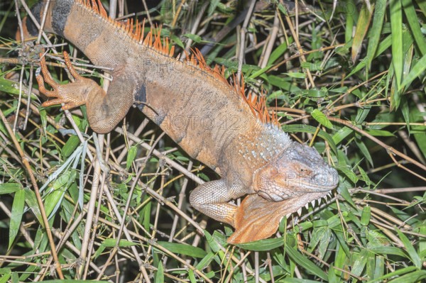Green Iguana (Iguana Iguana), La Fortuna, Costa Rica, Central America