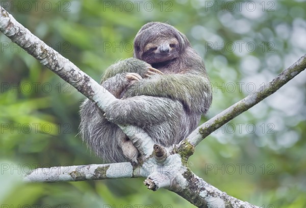 Three-toed sloth (Bradypus variegatus) sitting on a tree, Costa Rica, Central America