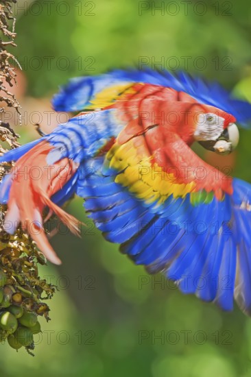 Scarlet Macaw (Ara macao) in flight, Corcovado National Park, Osa Peninsula, Costa Rica