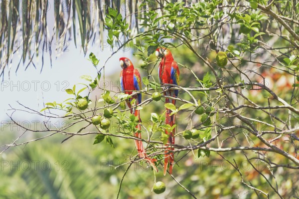 Scarlet Macaws (Ara macao) perching on a tree, Corcovado National Park, Osa Peninsula, Costa Rica