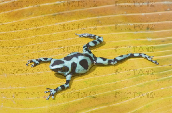 Green and Black poison dart frog, (Dendrobates auratus), Costa Rica, Central America