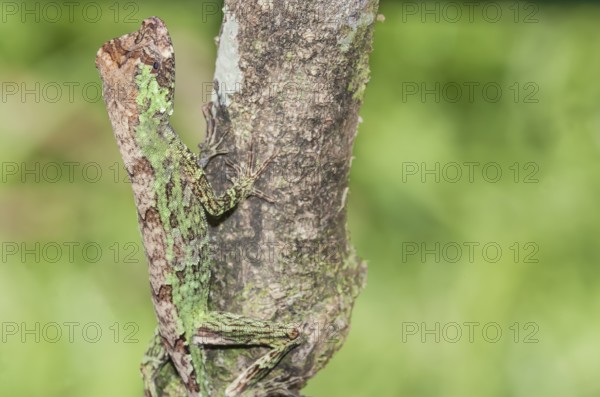 Pug-nosed anole lizard (Norops capito) camouflaged, Costa Rica, Central America
