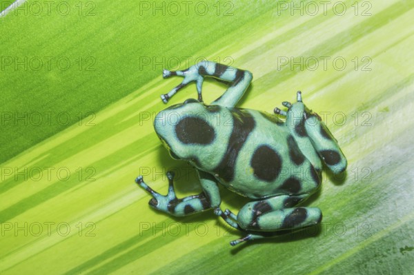 Green and Black poison dart frog, (Dendrobates auratus), Costa Rica, Central America