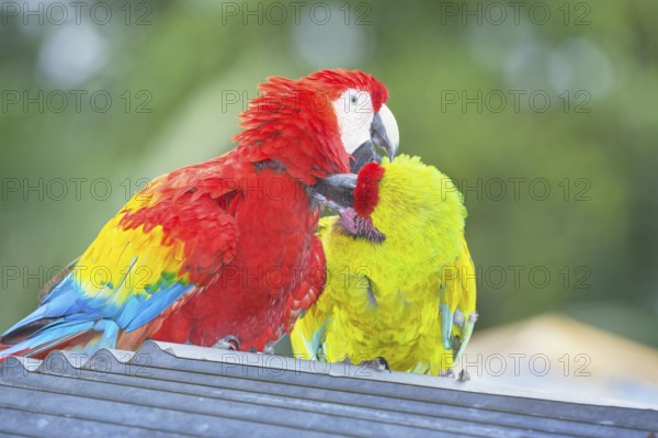 Military macaw (Ara militaris) and Scarlet Macaw (Ara macao) showing affection, Costa Rica, Central America