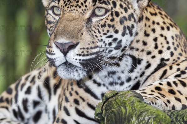 Close-up of a Jaguar (Panthera onca), Costa Rica, Central America