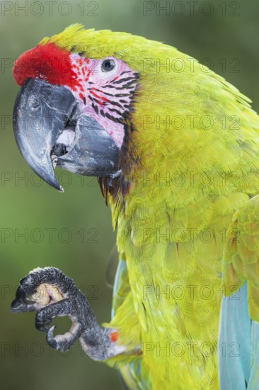 Military macaw (Ara militaris) eating, Costa Rica, Central America
