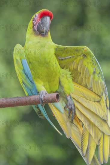 Military macaw (Ara militaris) opening its wings, Costa Rica, Central America