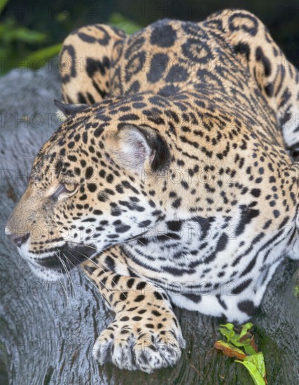 Close-up of a Jaguar (Panthera onca), Costa Rica, Central America