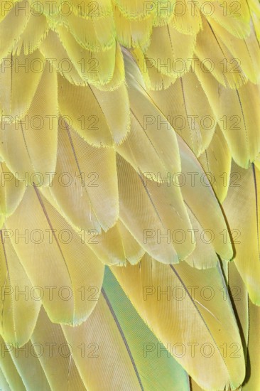 Military macaw (Ara militaris) feathers, close-up, Costa Rica, Central America