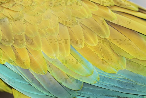 Military macaw (Ara militaris) feathers, close-up, Costa Rica, Central America