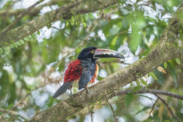 Collared Aracari (Pteroglossus torquatus) perched on tree, Sarapiqui, Costa Rica, Central America