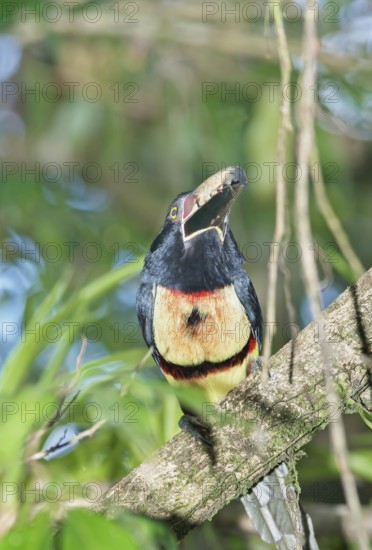 Collared Aracari (Pteroglossus torquatus) perched on tree, Costa Rica, Central America