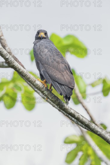 Great black hawk (Urubitinga urubitinga) perched on a tree, Corcovado National Park, Osa Peninsula, Costa Rica