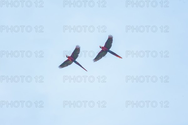 Scarlet Macaws (Ara macao) in flight, Corcovado National Park, Osa Peninsula, Costa Rica