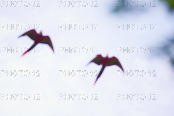 Scarlet Macaws (Ara macao) in flight, Corcovado National.Park, Osa Peninsula, Costa Rica