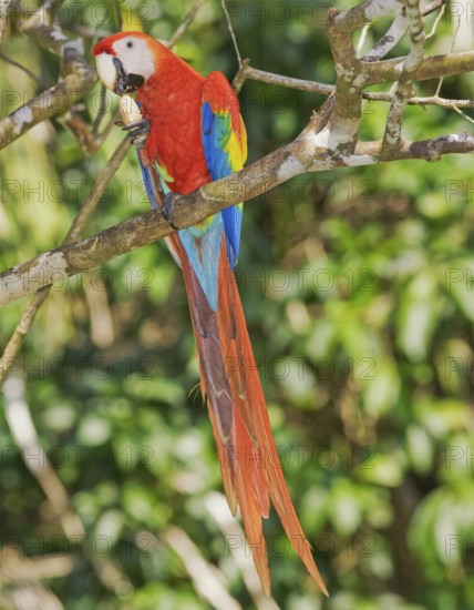 Scarlet Macaw (Ara macao) eating a nut, Corcovado National Park, Osa Peninsula, Costa Rica