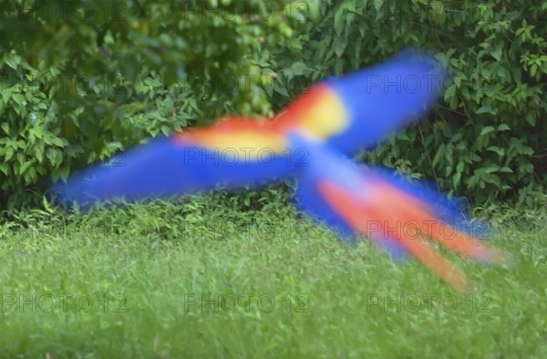 Scarlet Macaw (Ara macao) in flight, Corcovado National Park, Osa Peninsula, Costa Rica