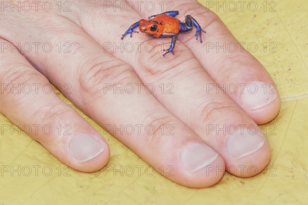 Blue jeans dart frog (Dendrobates pumilio) on human hand, Costa Rica