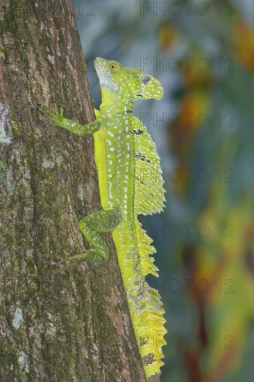 Plumed Basilisk (Basiliscus plumifrons) moving up tree, Costa Rica, Central America