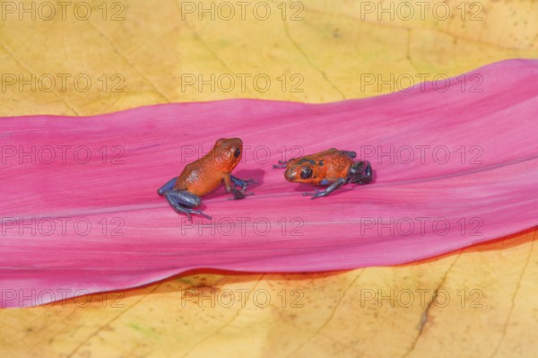 Blue jeans dart frogs (Dendrobates pumilio) on a leaf, Costa Rica, Central America