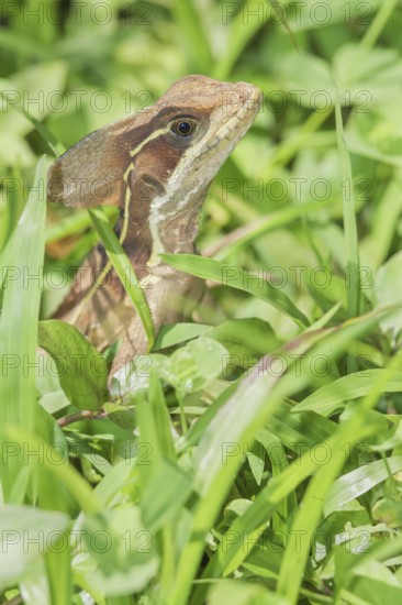 Common basilisk (basiliscus basiliscus), Manuel Antonio National Park, Puntarenas Province, Costa Rica