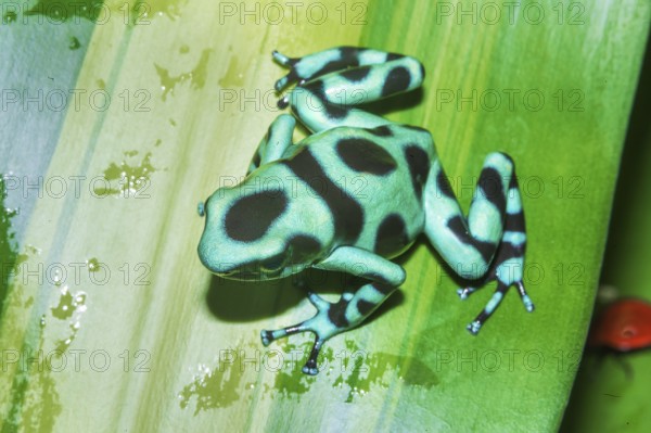 Green and Black poison dart frog (Dendrobates auratus) on leaf, Costa Rica, Central America