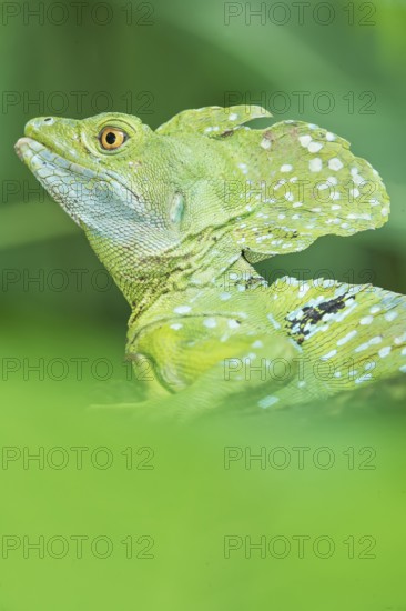 Plumed Basilisk (Basiliscus plumifrons), Costa Rica, Central America