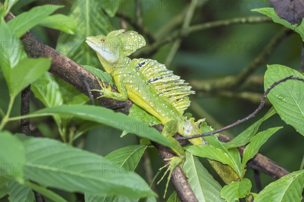 Plumed Basilisk (Basiliscus plumifrons) on a tree branch, Costa Rica, Central America