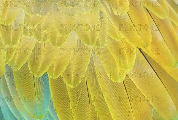 Military macaw (Ara militaris) feathers, close-up, Costa Rica, Central America