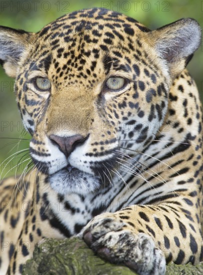 Close-up of a Jaguar (Panthera onca), Costa Rica, Central America