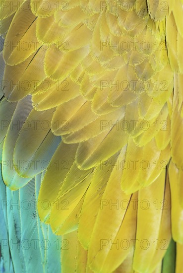 Military macaw (Ara militaris) feathers, close-up, Costa Rica, Central America